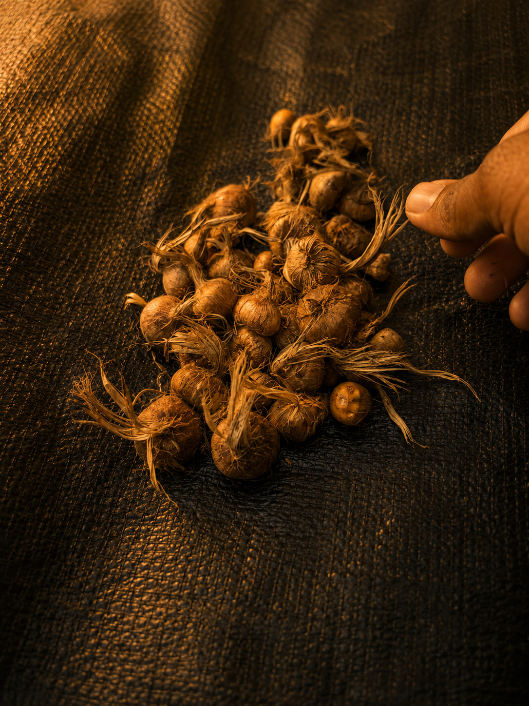 Corm preparation